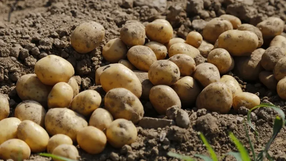 Секреты высокого урожая картофеля: советы опытного садовода