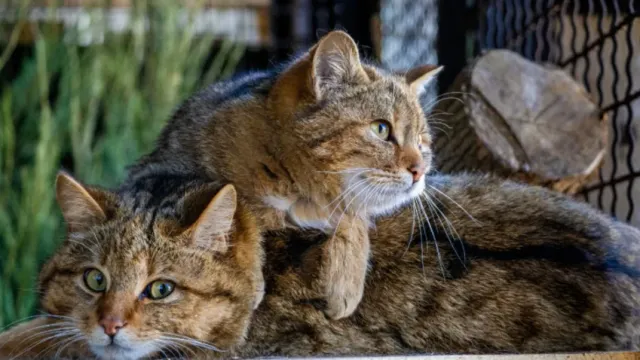 В Ивановском зоопарке добавилось опасной милоты