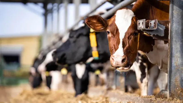 Новые меры поддержки аграриев запустили в Ивановской области
