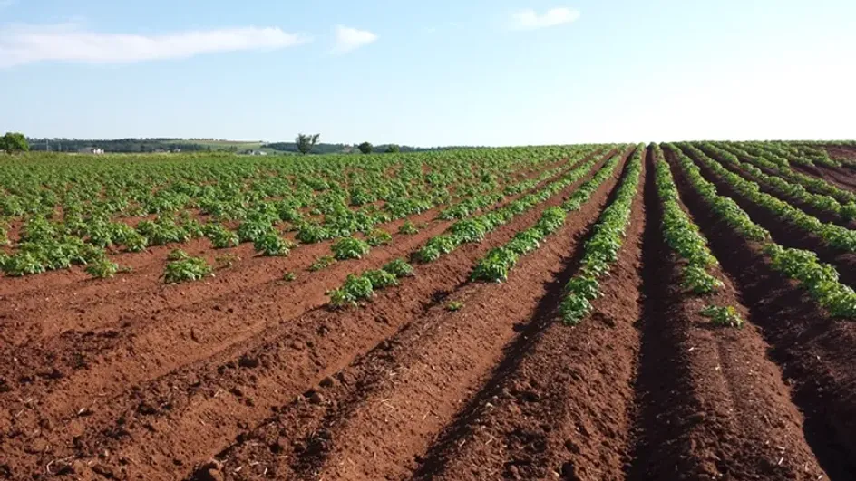 Секреты выращивания картофеля: нужен ли полив и как его правильно проводить