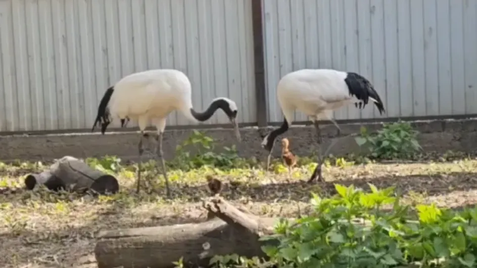 У семьи японских журавлей в зоопарке Иванова появились птенцы