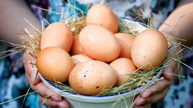 Ивановская область может остаться без своих яиц