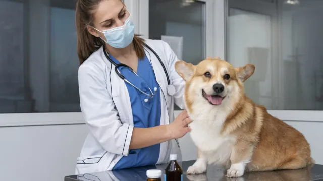 Россияне в шоке с цен: Питомцы стали роскошью!