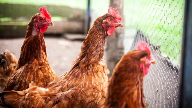 Россиян ждет праздник! Мясо упадет в цене?