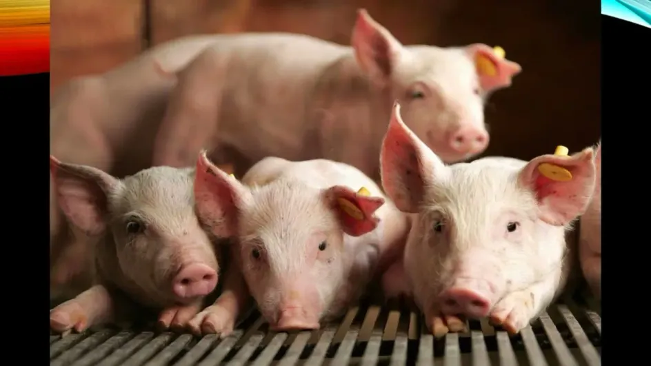 Свиньи в Ивановской области бьют все мыслимые рекорды