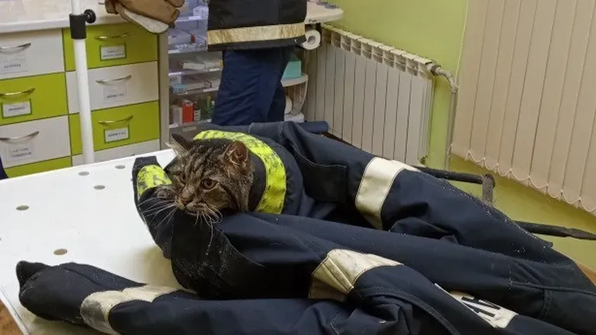 В Иванове спасатели оказали помощь пострадавшему коту