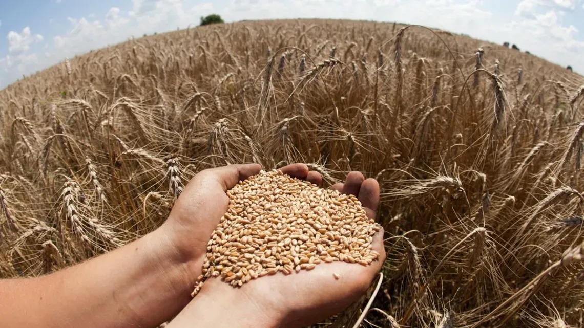 В Ивановской области за 2023 год собран рекордный за 25 лет урожай зерна