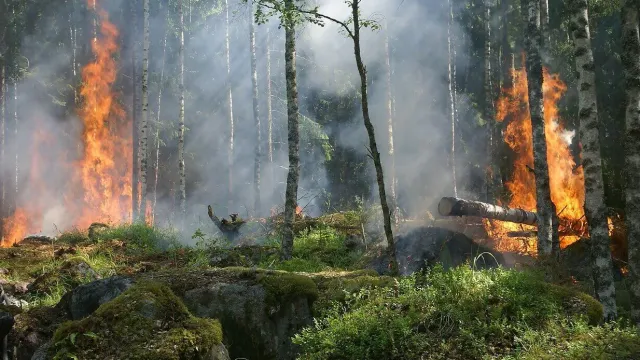 В Ивановской области сохраняется низкий уровень пожарной опасности