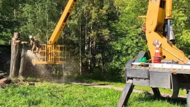 В Новой Сластихе снесли более 30 аварийных деревьев