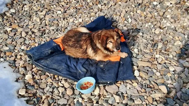 В Палехском районе сотрудники «Водоканала» спасли тонущую собаку